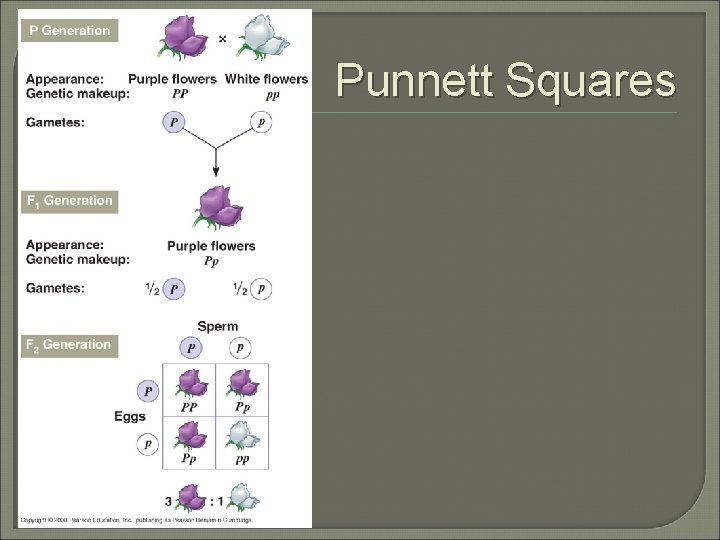 Punnett Squares 