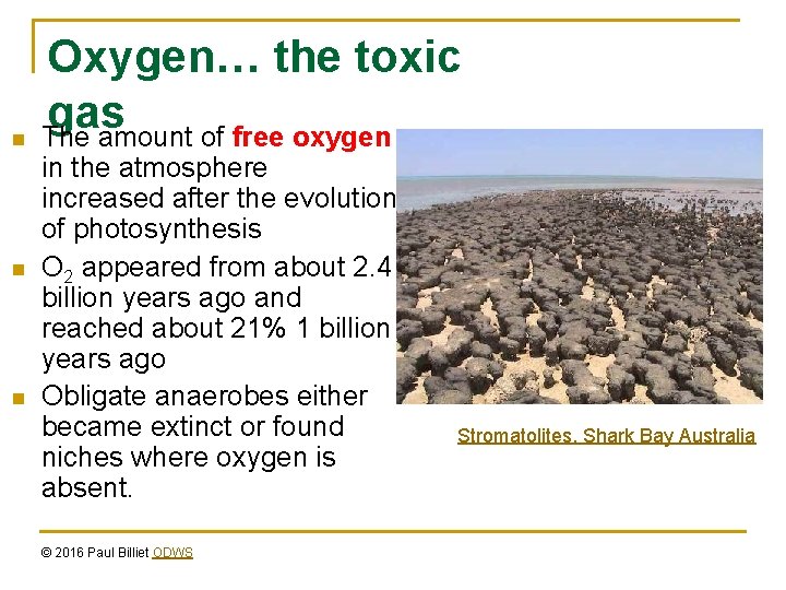 n n n Oxygen… the toxic gas The amount of free oxygen in the