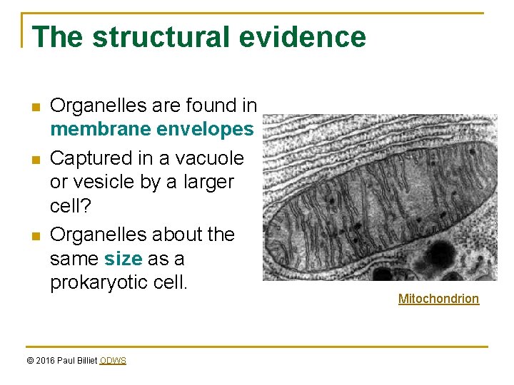 The structural evidence n n n Organelles are found in membrane envelopes Captured in