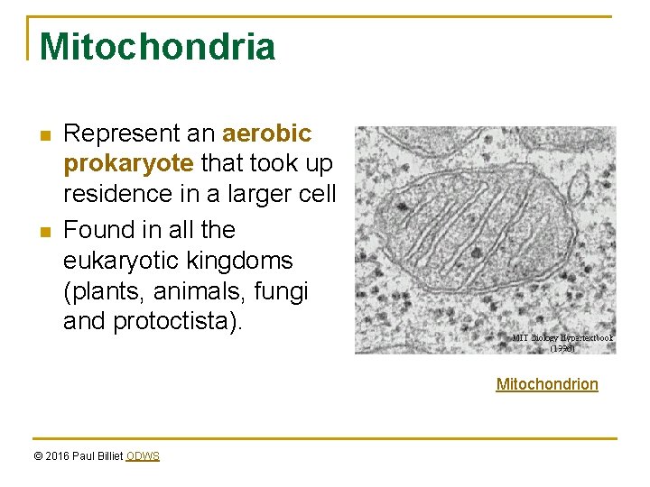 Mitochondria n n Represent an aerobic prokaryote that took up residence in a larger