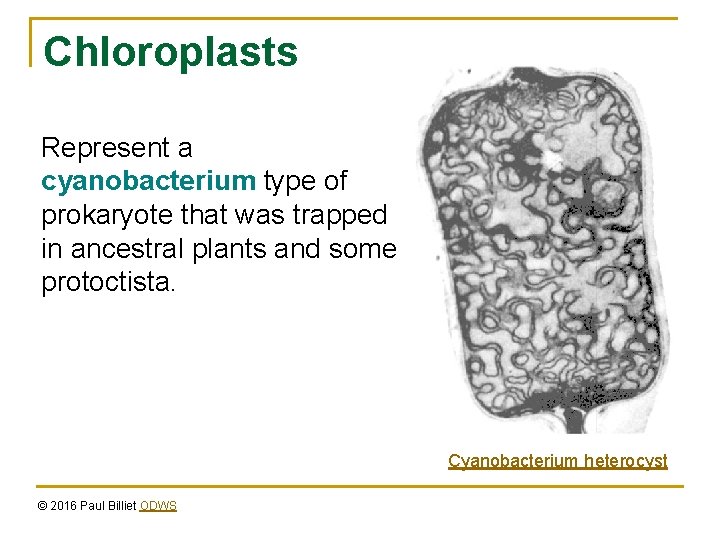 Chloroplasts Represent a cyanobacterium type of prokaryote that was trapped in ancestral plants and