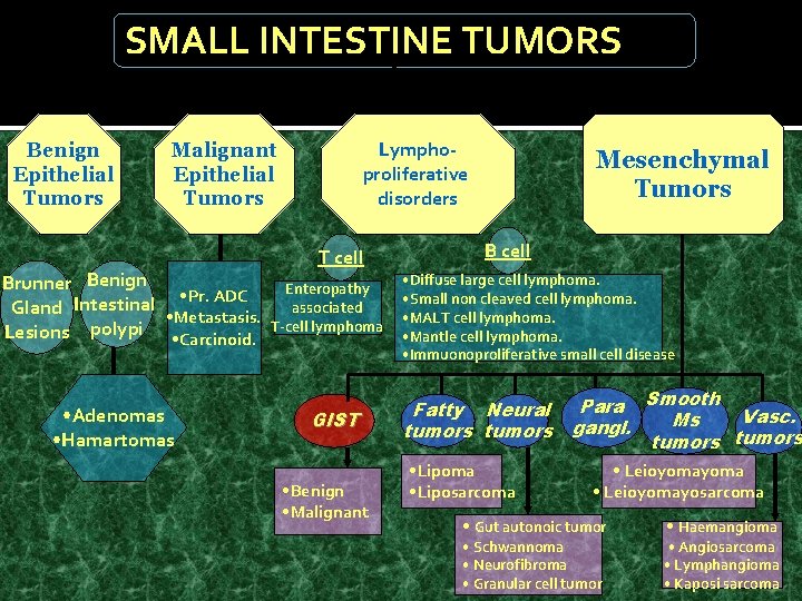 SMALL INTESTINE TUMORS Benign Epithelial Tumors Lymphoproliferative disorders Malignant Epithelial Tumors Brunner Benign •