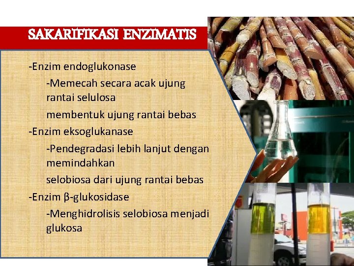 SAKARIFIKASI ENZIMATIS -Enzim endoglukonase -Memecah secara acak ujung rantai selulosa membentuk ujung rantai bebas