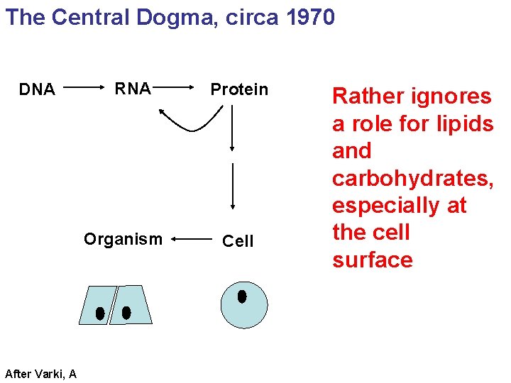 The Central Dogma, circa 1970 DNA RNA Organism After Varki, A Protein Cell Rather