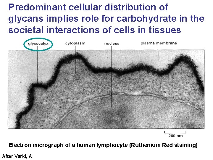 Predominant cellular distribution of glycans implies role for carbohydrate in the societal interactions of