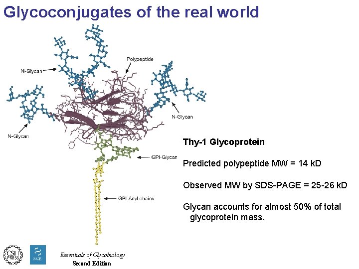 Glycoconjugates of the real world Thy-1 Glycoprotein Predicted polypeptide MW = 14 k. D