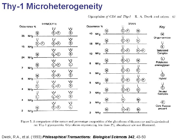 Thy-1 Microheterogeneity Dwek, R. A. , et al. (1993) Philosophical Transactions: Biological Sciences 342,