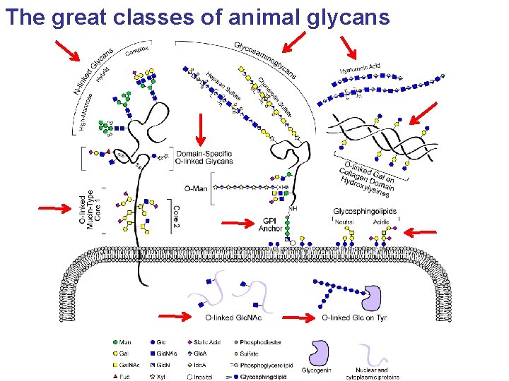 The great classes of animal glycans 