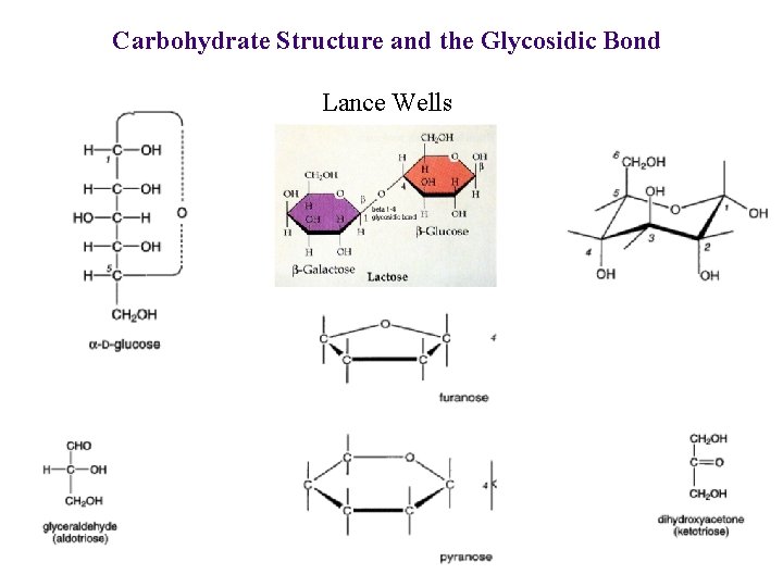 Carbohydrate Structure and the Glycosidic Bond Lance Wells 