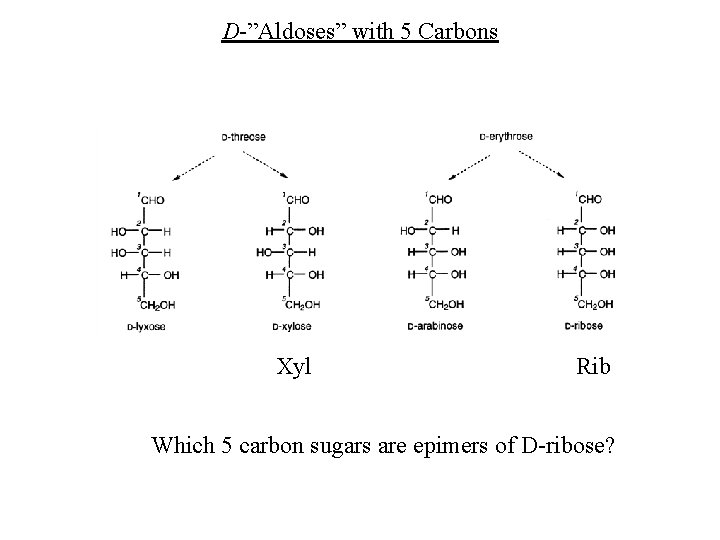 D-”Aldoses” with 5 Carbons Xyl Rib Which 5 carbon sugars are epimers of D-ribose?