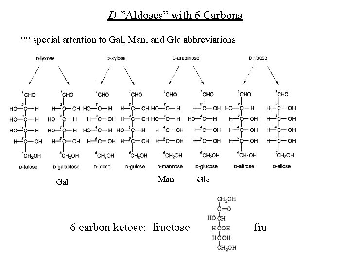 D-”Aldoses” with 6 Carbons ** special attention to Gal, Man, and Glc abbreviations Gal