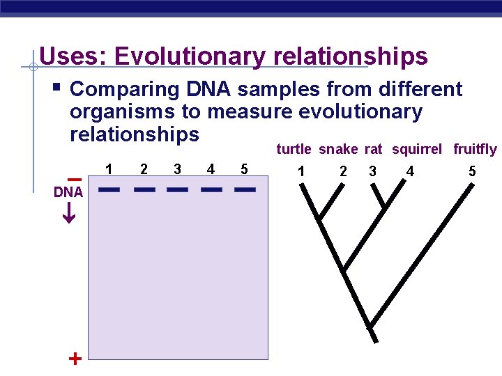 Uses: Evolutionary relationships § Comparing DNA samples from different organisms to measure evolutionary relationships
