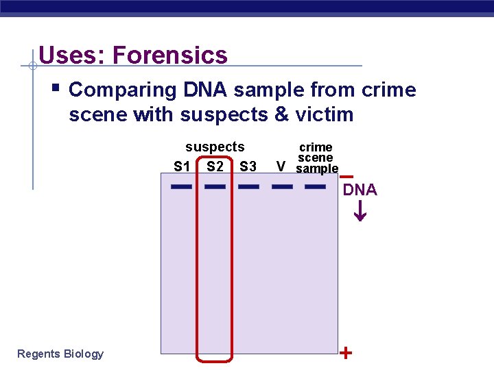 Uses: Forensics § Comparing DNA sample from crime scene with suspects & victim suspects