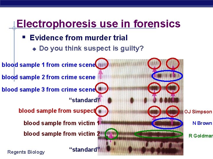 Electrophoresis use in forensics § Evidence from murder trial u Do you think suspect