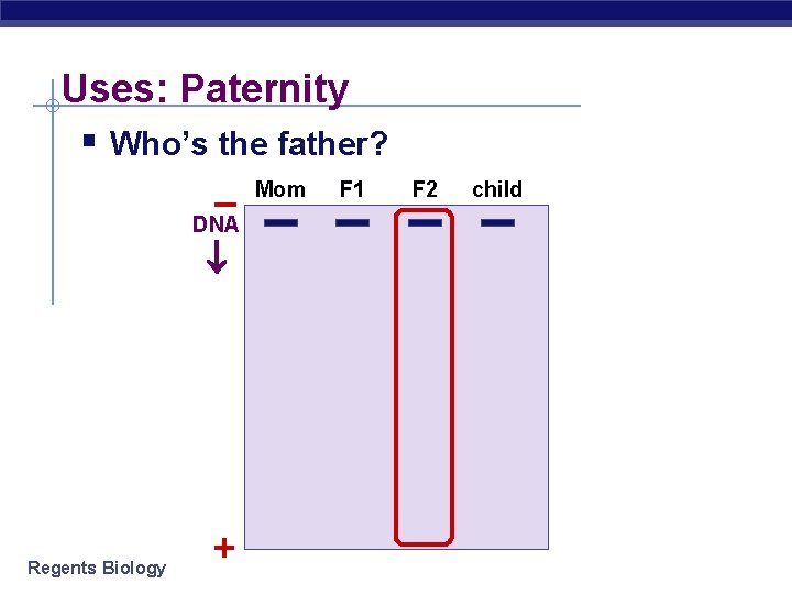 Uses: Paternity § Who’s the father? Mom F 1 – DNA Regents Biology +