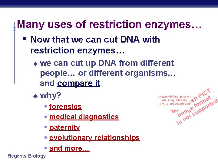 Many uses of restriction enzymes… § Now that we can cut DNA with restriction