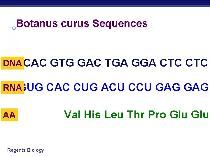 Botanus curus Sequences DNA CAC RNAGUG AA Regents Biology GTG GAC TGA GGA CTC