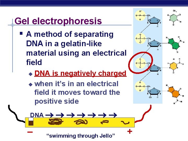 Gel electrophoresis § A method of separating DNA in a gelatin-like material using an