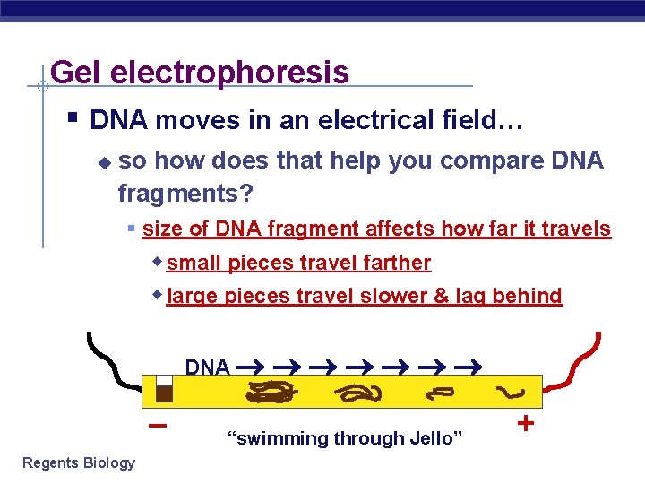 Gel electrophoresis § DNA moves in an electrical field… u so how does that