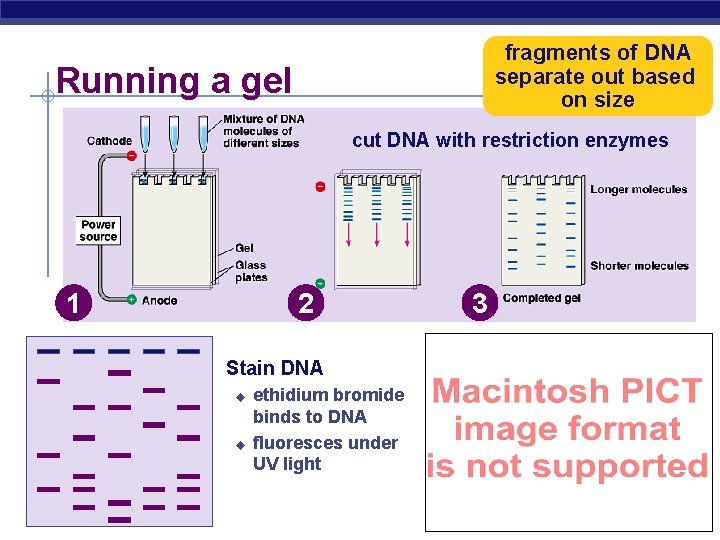 fragments of DNA separate out based on size Running a gel cut DNA with