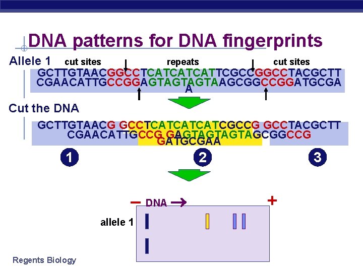DNA patterns for DNA fingerprints Allele 1 cut sites repeats cut sites GCTTGTAACGGCCTCATCATCATTCGCCGGCCTACGCTT CGAACATTGCCGGAGTAGTAGTAAGCGGCCGGATGCGA