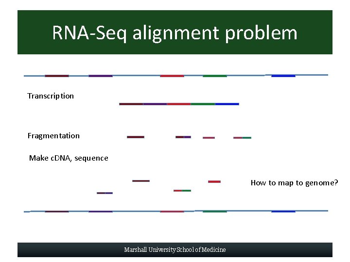 RNA-Seq alignment problem Transcription Fragmentation Make c. DNA, sequence How to map to genome?