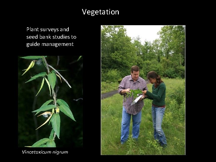  Vegetation Plant surveys and seed bank studies to guide management Vincetoxicum nigrum 