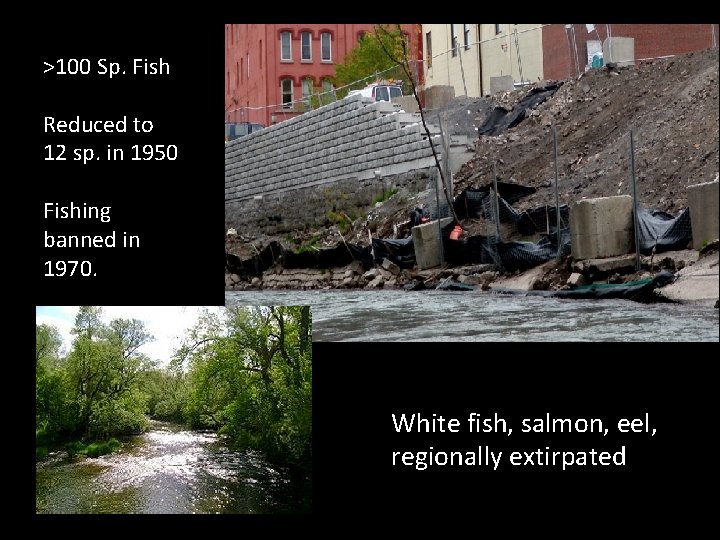 >100 Sp. Fish Reduced to 12 sp. in 1950 Fishing banned in 1970. White