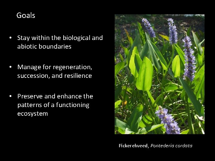 Goals • Stay within the biological and abiotic boundaries • Manage for regeneration, succession,