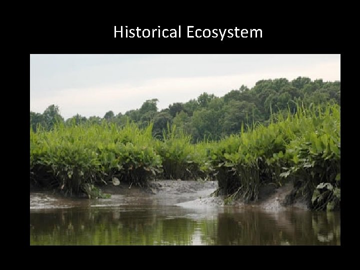  Historical Ecosystem 