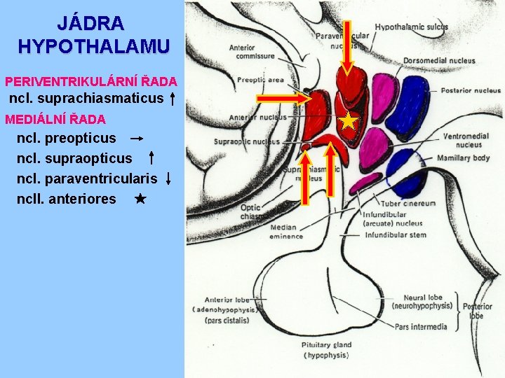 JÁDRA HYPOTHALAMU PERIVENTRIKULÁRNÍ ŘADA ncl. suprachiasmaticus MEDIÁLNÍ ŘADA ncl. preopticus ncl. supraopticus ncl. paraventricularis