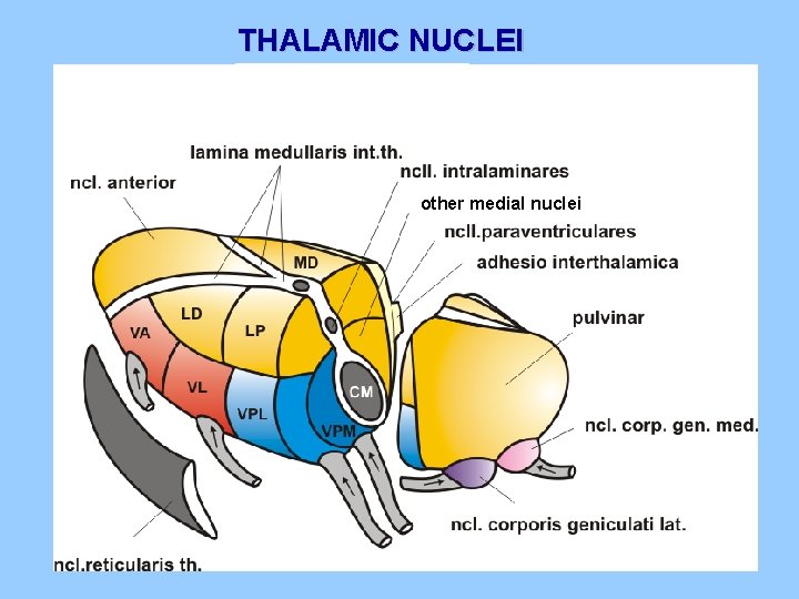 THALAMIC NUCLEI other medial nuclei 