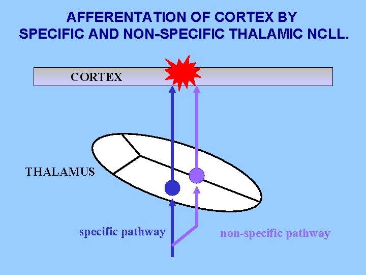 AFFERENTATION OF CORTEX BY SPECIFIC AND NON-SPECIFIC THALAMIC NCLL. CORTEX THALAMUS specific pathway non-specific