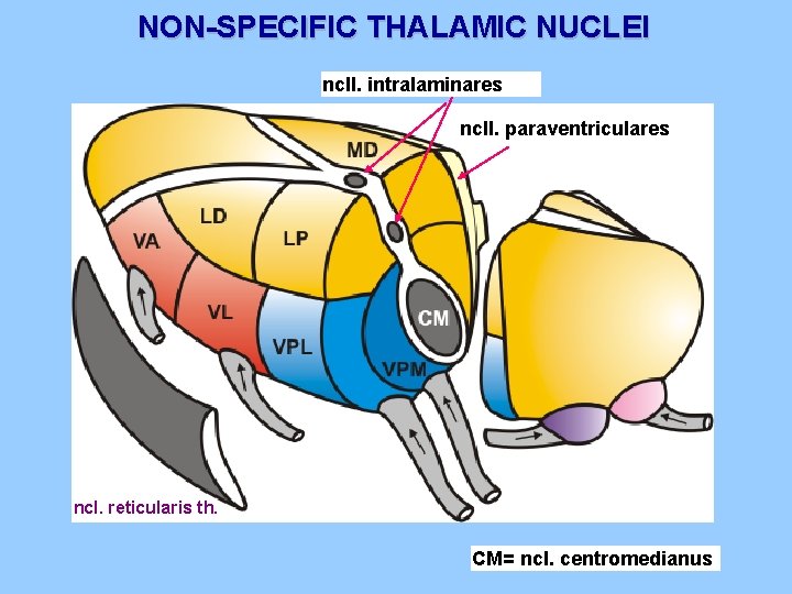 NON-SPECIFIC THALAMIC NUCLEI ncll. intralaminares ncll. paraventriculares ncl. reticularis th. CM= ncl. centromedianus 