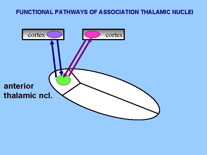 FUNCTIONAL PATHWAYS OF ASSOCIATION THALAMIC NUCLEI cortex anterior thalamic ncl. cortex 