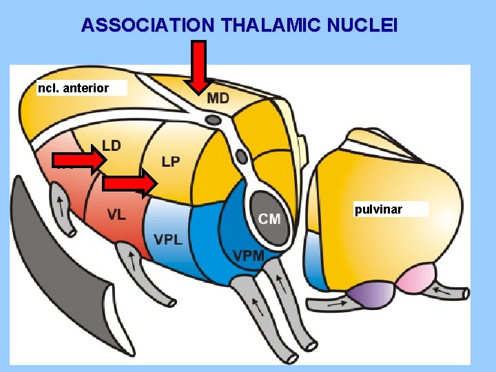 ASSOCIATION THALAMIC NUCLEI ncl. anterior pulvinar 