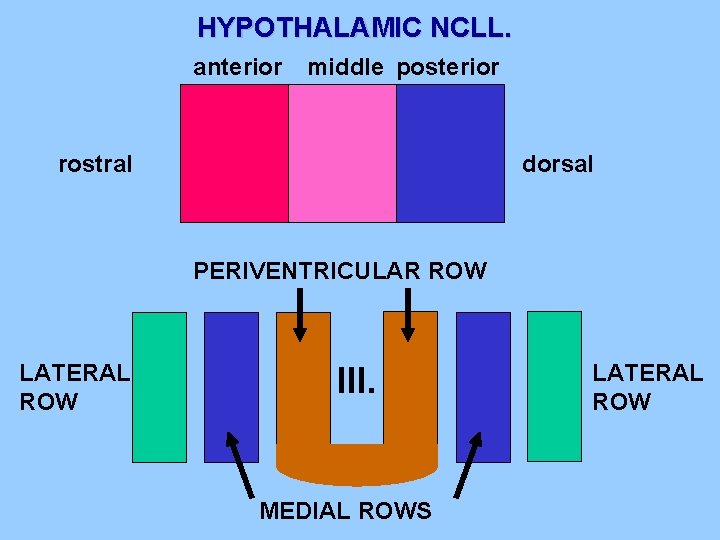 HYPOTHALAMIC NCLL. anterior middle posterior rostral dorsal PERIVENTRICULAR ROW LATERAL ROW III. MEDIAL ROWS