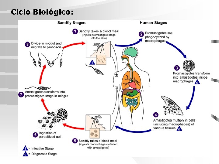 Ciclo Biológico: 