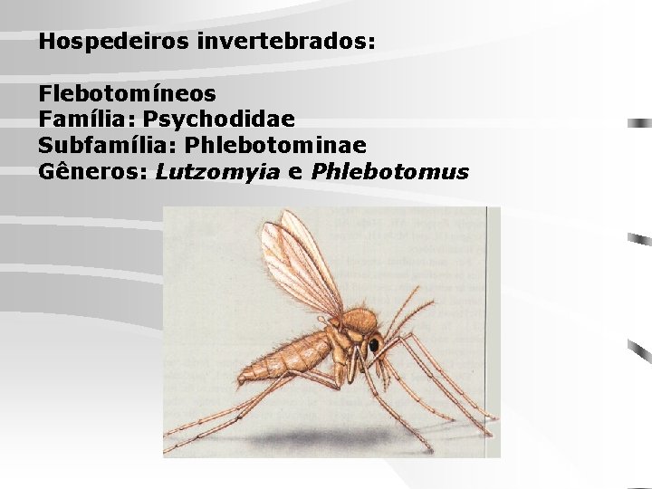Hospedeiros invertebrados: Flebotomíneos Família: Psychodidae Subfamília: Phlebotominae Gêneros: Lutzomyia e Phlebotomus 