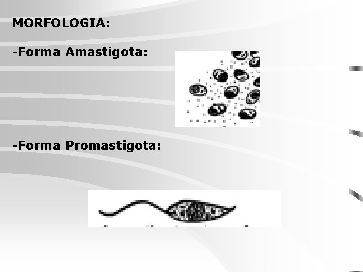 MORFOLOGIA: -Forma Amastigota: -Forma Promastigota: 