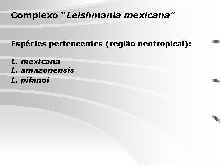 Complexo “Leishmania mexicana” Espécies pertencentes (região neotropical): L. mexicana L. amazonensis L. pifanoi 