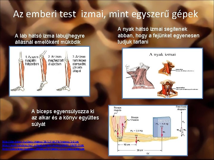 Az emberi test izmai, mint egyszerű gépek A láb hátsó izma lábujjhegyre állásnál emelőként