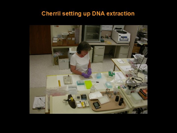 Cherril setting up DNA extraction 