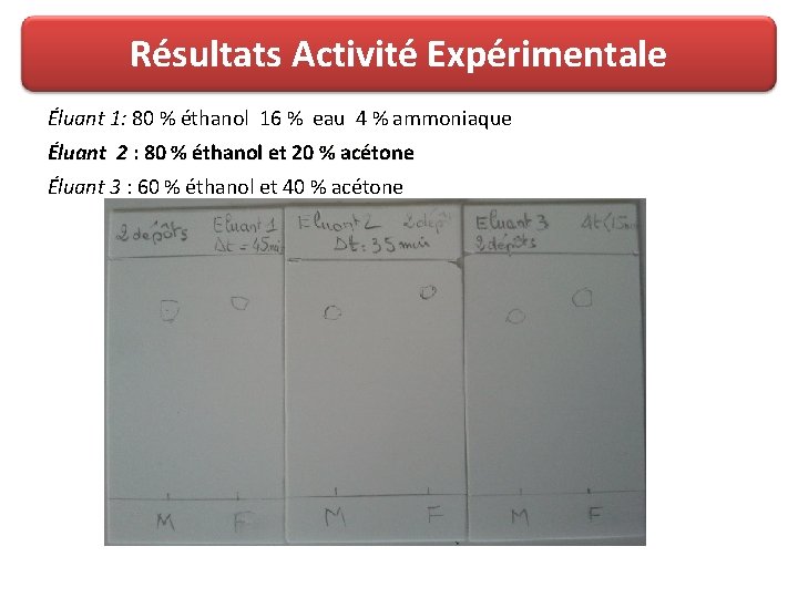 Résultats Activité Expérimentale Éluant 1: 80 % éthanol 16 % eau 4 % ammoniaque