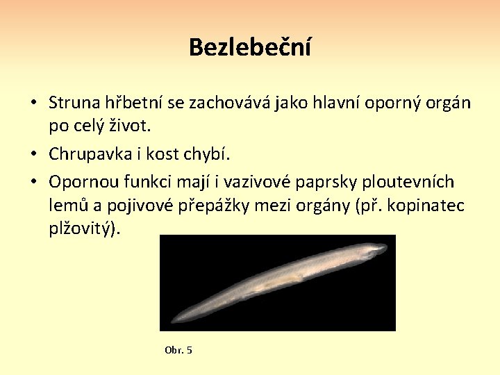 Bezlebeční • Struna hřbetní se zachovává jako hlavní oporný orgán po celý život. •