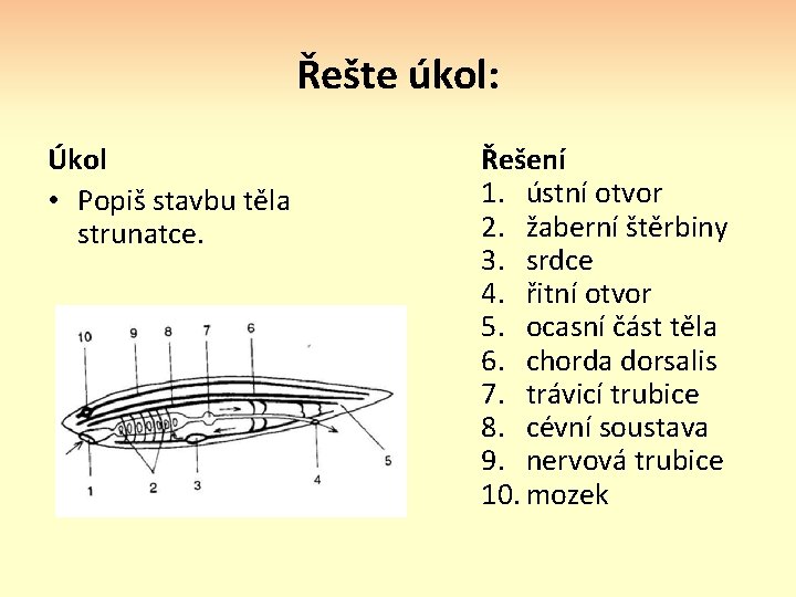 Řešte úkol: Úkol • Popiš stavbu těla strunatce. Řešení 1. ústní otvor 2. žaberní