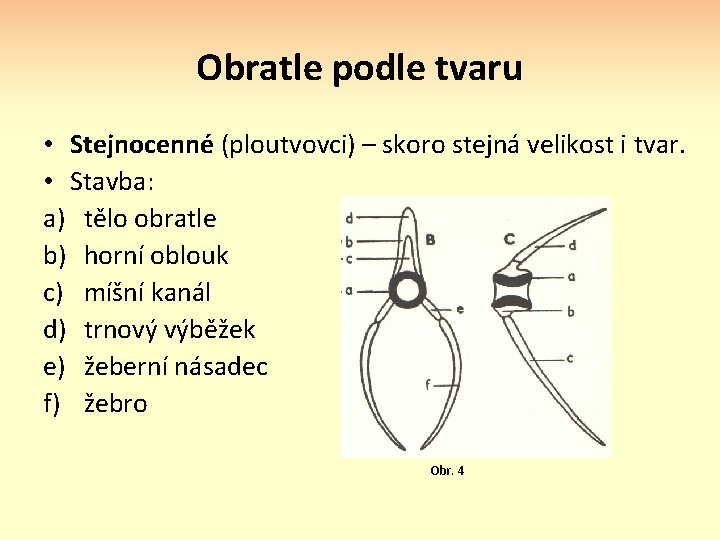 Obratle podle tvaru • Stejnocenné (ploutvovci) – skoro stejná velikost i tvar. • Stavba: