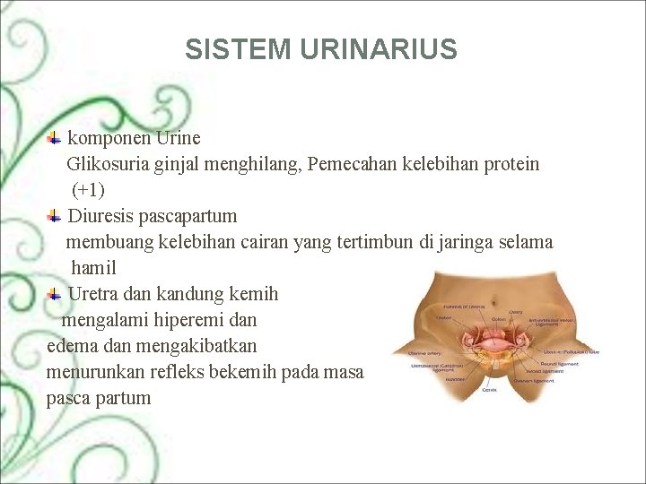 SISTEM URINARIUS komponen Urine Glikosuria ginjal menghilang, Pemecahan kelebihan protein (+1) Diuresis pascapartum membuang