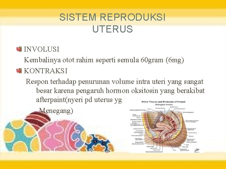 SISTEM REPRODUKSI UTERUS INVOLUSI Kembalinya otot rahim seperti semula 60 gram (6 mg) KONTRAKSI