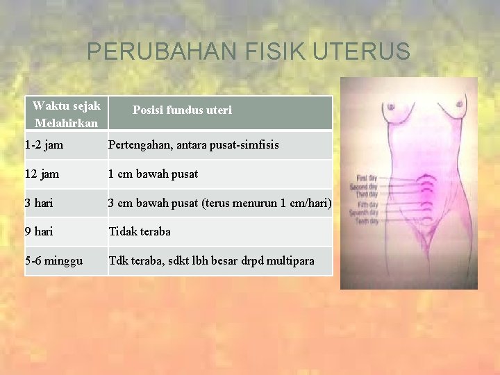 PERUBAHAN FISIK UTERUS Waktu sejak Melahirkan Posisi fundus uteri 1 -2 jam Pertengahan, antara